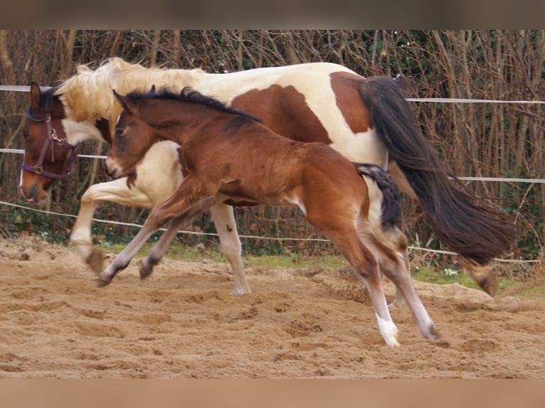 Paint Horse Croisé Étalon  155 cm Bai in Velpke