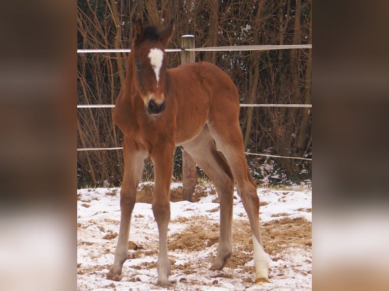 Paint Horse Croisé Étalon  155 cm Bai in Velpke