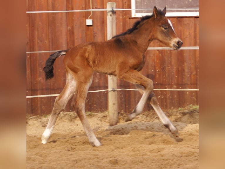 Paint Horse Croisé Étalon  155 cm Bai in Velpke