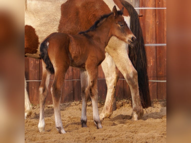 Paint Horse Croisé Étalon  155 cm Bai in Velpke