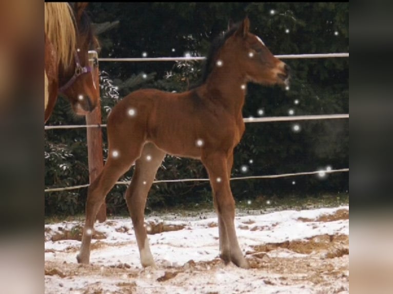 Paint Horse Croisé Étalon  155 cm Bai in Velpke