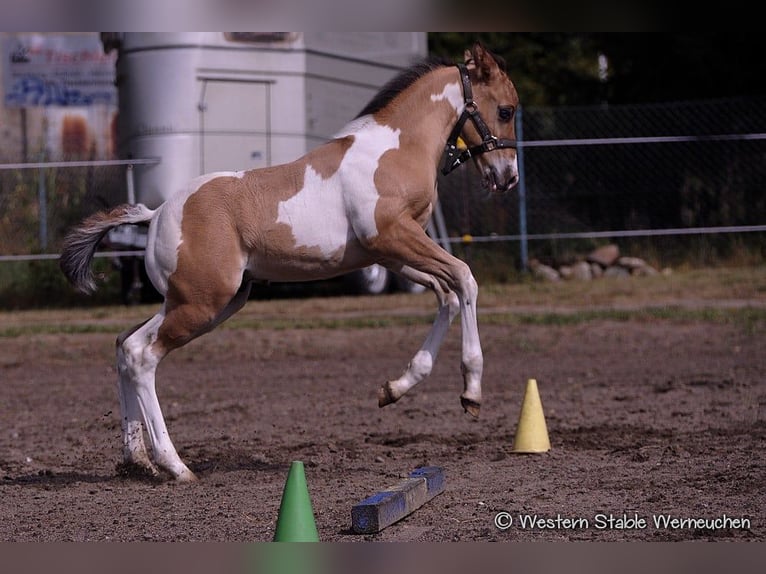 Paint Horse Étalon  155 cm Isabelle in Drachhausen