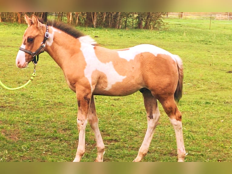 Paint Horse Étalon  155 cm Isabelle in Drachhausen