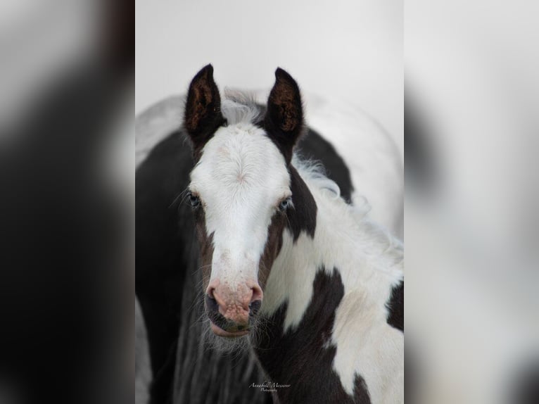 Paint Horse Croisé Étalon  155 cm Pinto in Klingenberg am Main