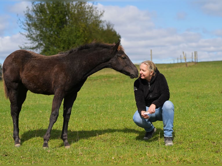 Paint Horse Étalon Poulain (05/2024) 156 cm Noir in Fleischwangen