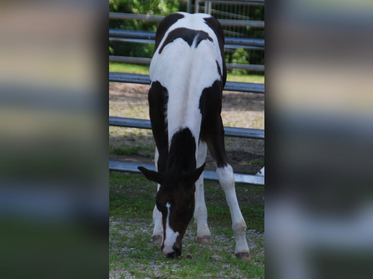 Paint Horse Étalon  156 cm Tobiano-toutes couleurs in EgmatingEgmating