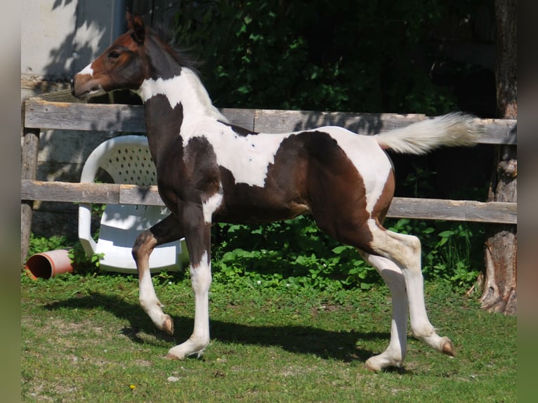 Paint Horse Étalon  156 cm Tobiano-toutes couleurs in EgmatingEgmating