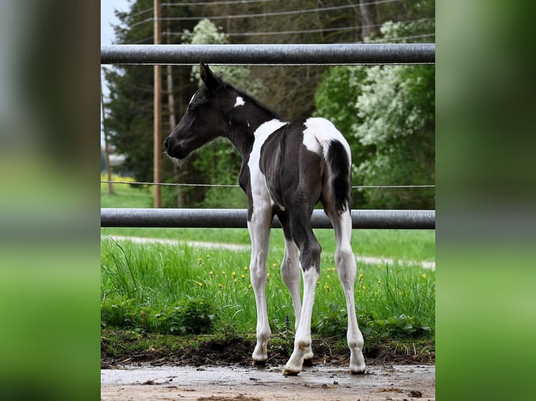 Paint Horse Étalon Poulain (04/2024) 160 cm Noir in Pranzing