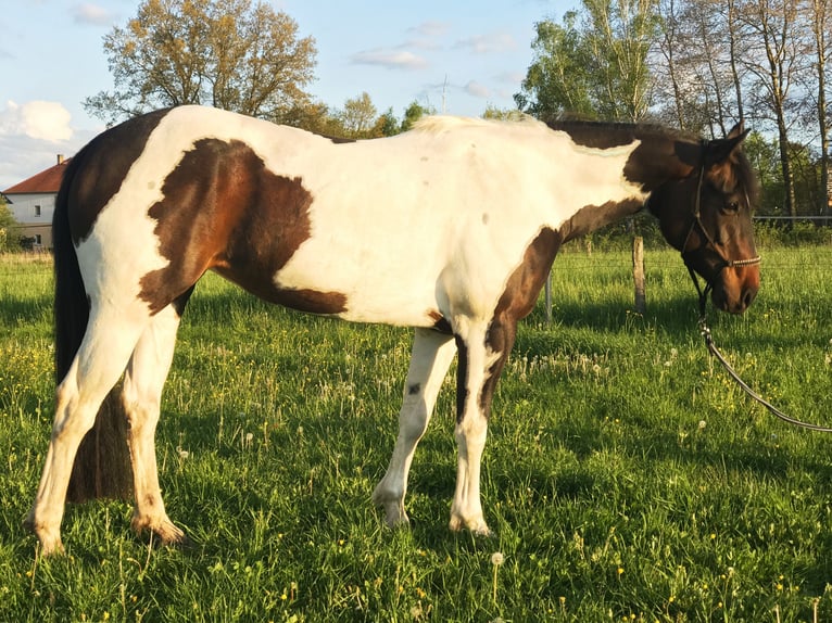 Paint Horse Étalon Poulain (05/2024) 163 cm Tovero-toutes couleurs in Zakupy