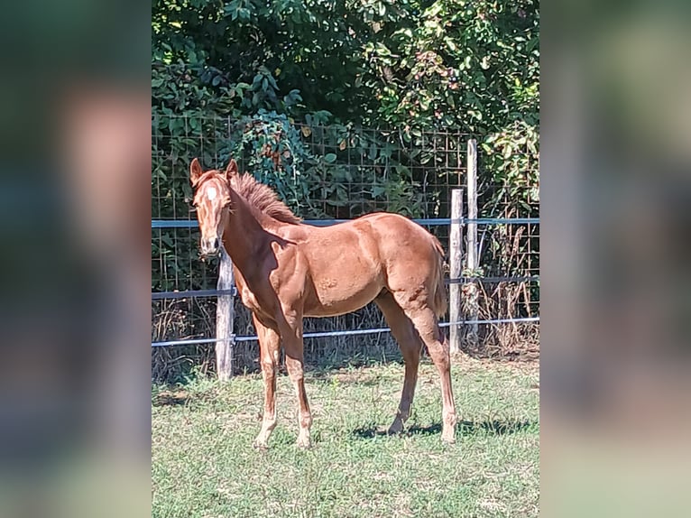 Paint Horse Étalon Poulain (05/2025) Alezan in Incisa Scapaccino