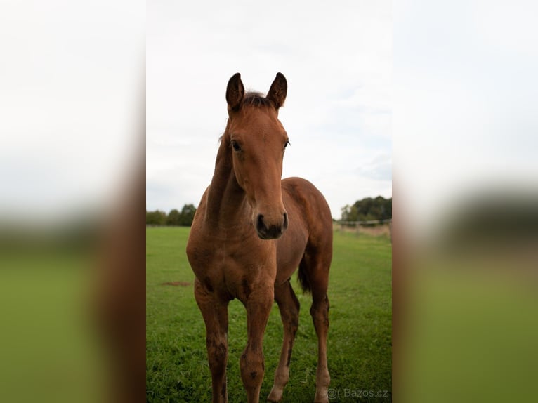 Paint Horse Croisé Étalon Poulain (06/2024) Bai in Javorník