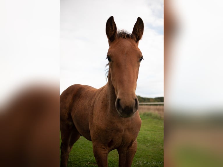 Paint Horse Croisé Étalon Poulain (06/2024) Bai in Javorník