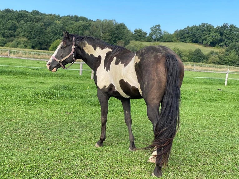 Paint Horse Croisé Étalon Poulain (06/2024) Bai in Javorník