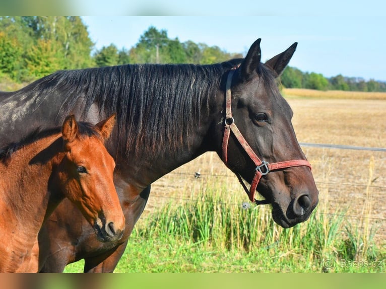 Paint Horse Croisé Étalon Poulain (06/2024) Bai in Javorník