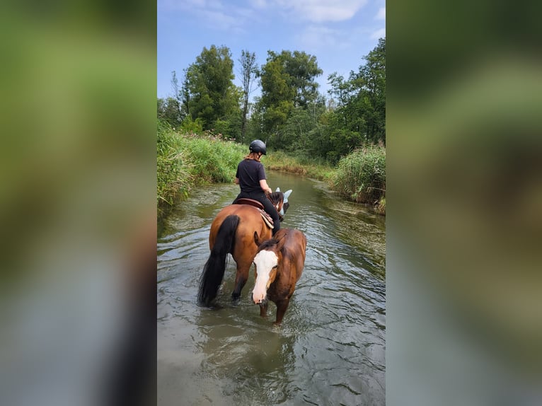 Paint Horse Étalon Poulain (04/2025) Overo-toutes couleurs in Ellgau