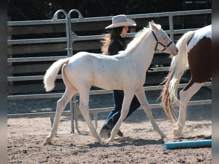 Paint Horse Étalon Poulain (06/2024) Pinto in Camburg