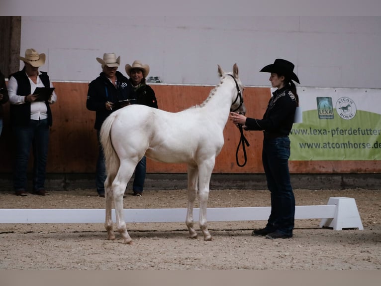 Paint Horse Étalon Poulain (06/2024) Pinto in Camburg