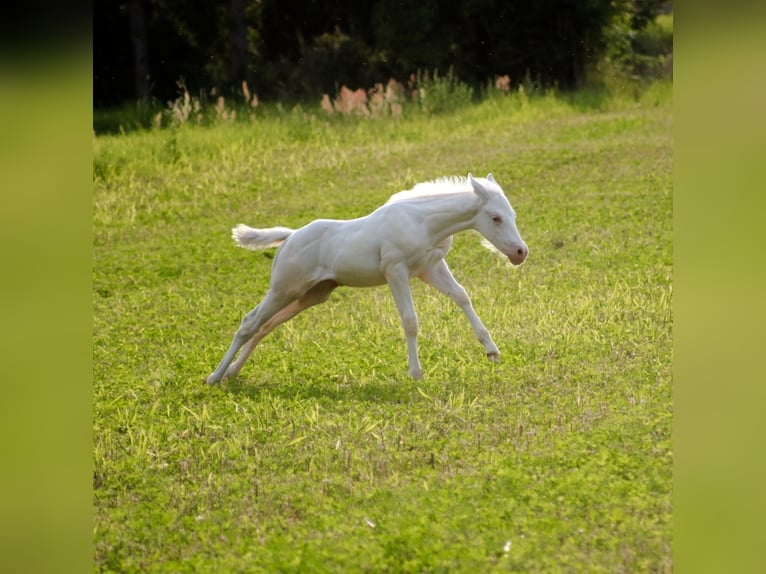 Paint Horse Étalon Poulain (06/2024) Pinto in Camburg