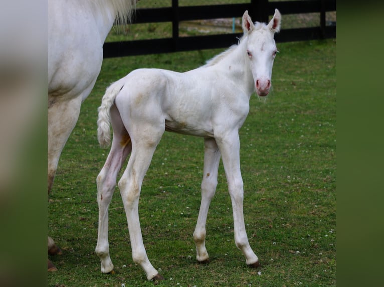 Paint Horse Étalon Poulain (06/2024) Pinto in Camburg