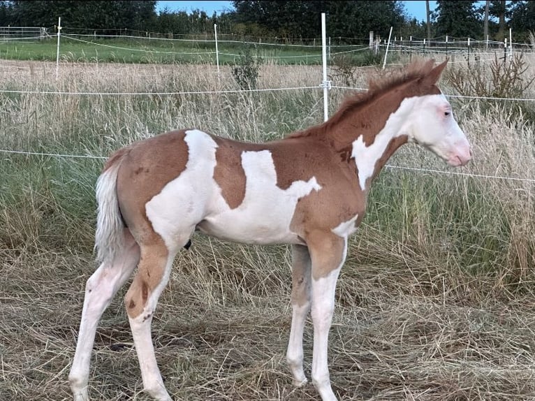 Paint Horse Étalon Poulain (05/2024) Pinto in Meckenheim