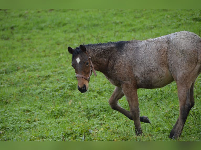 Paint Horse Étalon  Roan-Bay in Odenthal