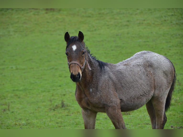 Paint Horse Étalon  Roan-Bay in Odenthal