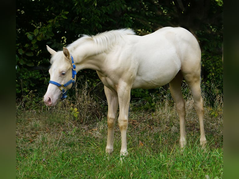 Paint Horse Étalon  in Neukirchen