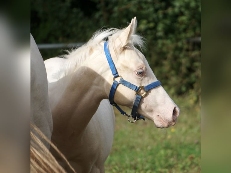 Paint Horse Étalon  in Neukirchen