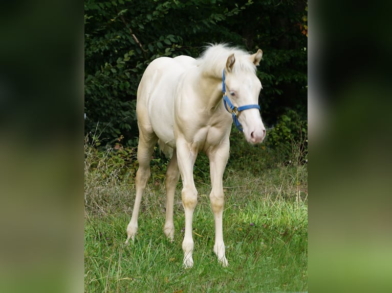 Paint Horse Étalon  in Neukirchen