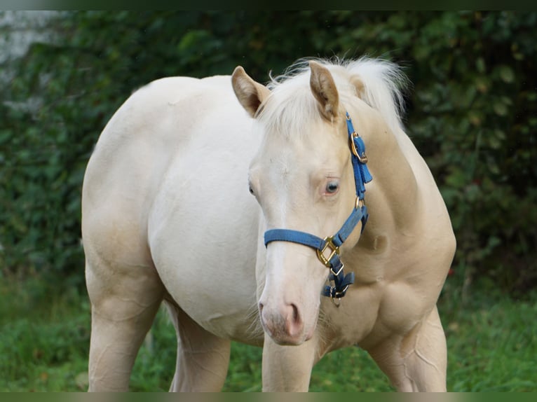 Paint Horse Étalon  in Neukirchen