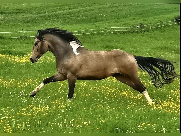 Paint Horse Étalon Tobiano-toutes couleurs in Reichenbach-Steegen
