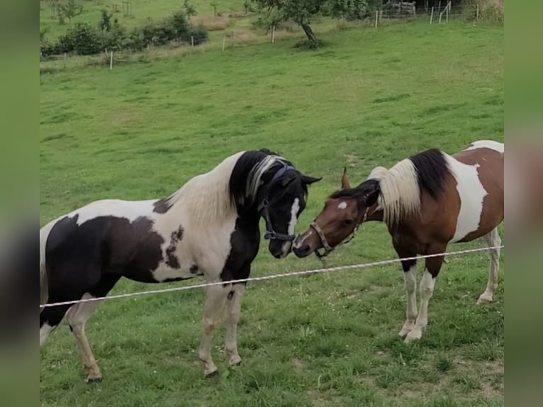 Paint Horse Étalon Tobiano-toutes couleurs in Windeck