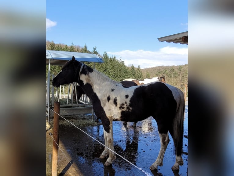 Paint Horse Étalon Tobiano-toutes couleurs in Windeck