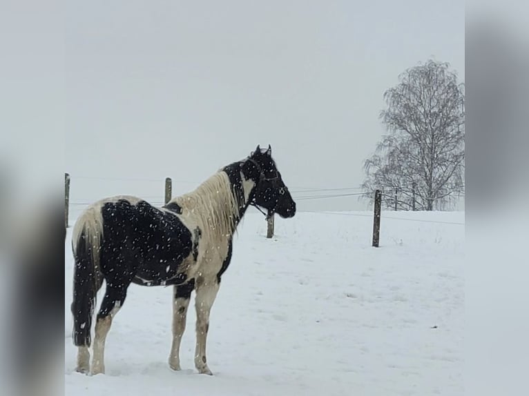 Paint Horse Étalon Tobiano-toutes couleurs in Windeck