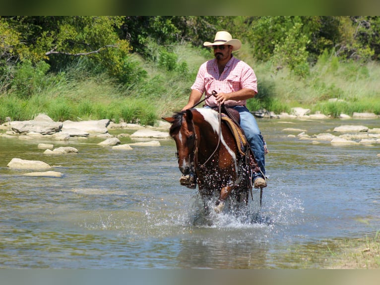 Paint Horse Gelding 10 years 13,2 hh Tobiano-all-colors in Stephenville TX