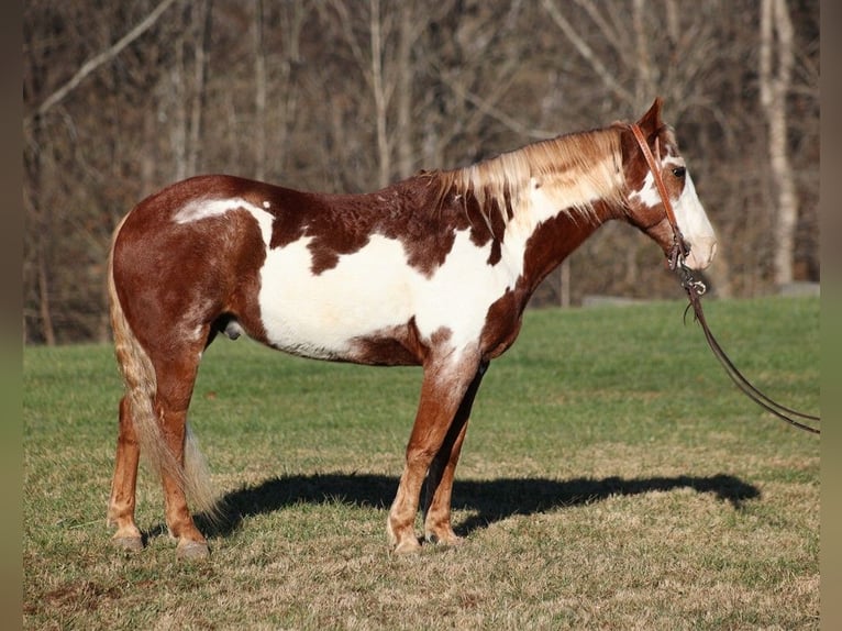Paint Horse Gelding 10 years 14,1 hh Overo-all-colors in Somerset