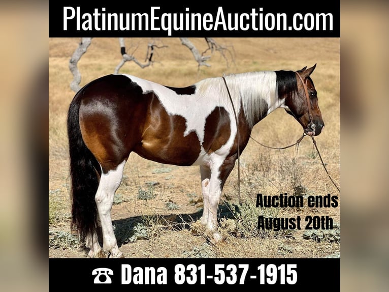 Paint Horse Gelding 10 years 14,2 hh Tobiano-all-colors in Paicines, CA