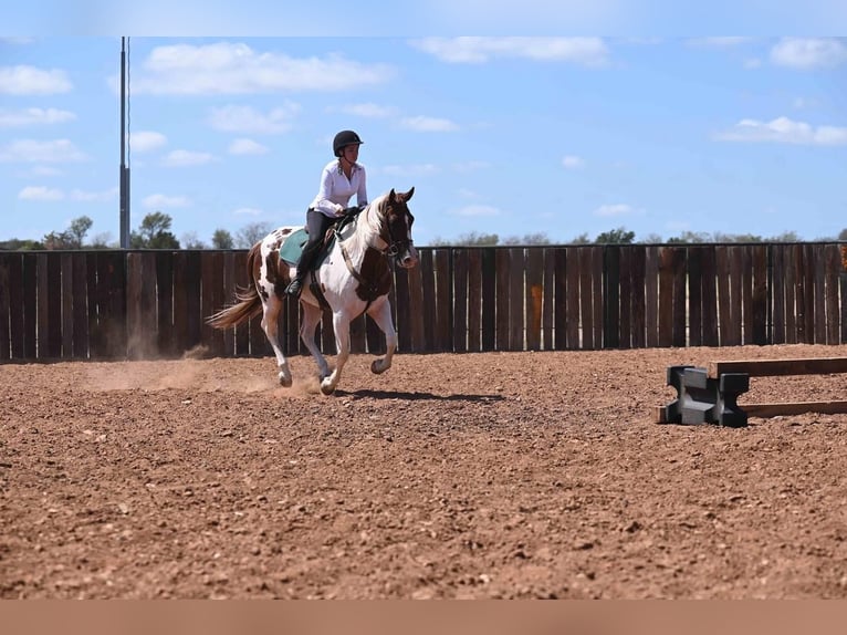 Paint Horse Gelding 10 years 14,3 hh Pinto in Waco, TX