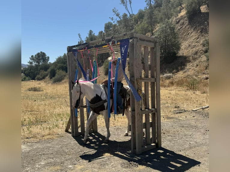 Paint Horse Gelding 10 years 14,3 hh Tobiano-all-colors in Paicines CA