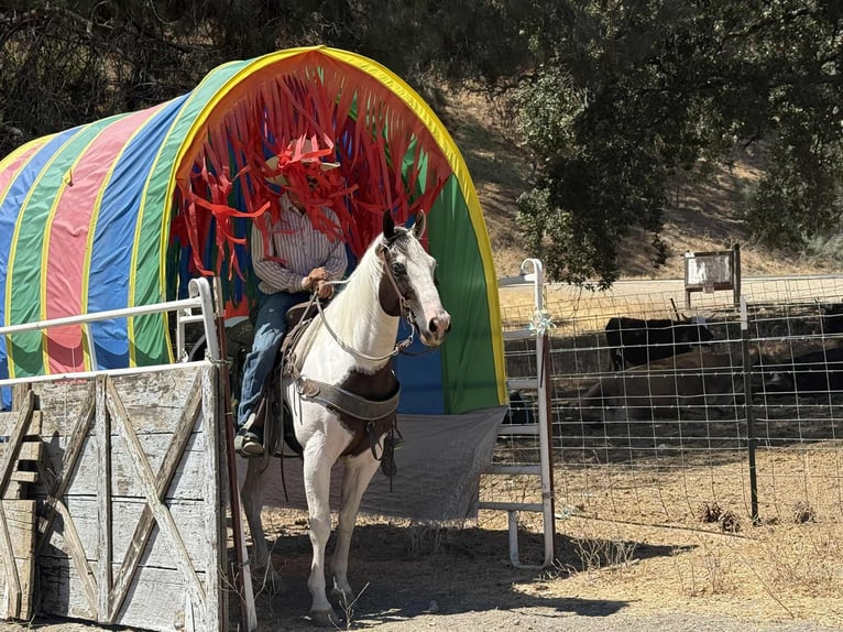 Paint Horse Gelding 10 years 14,3 hh Tobiano-all-colors in Paicines CA