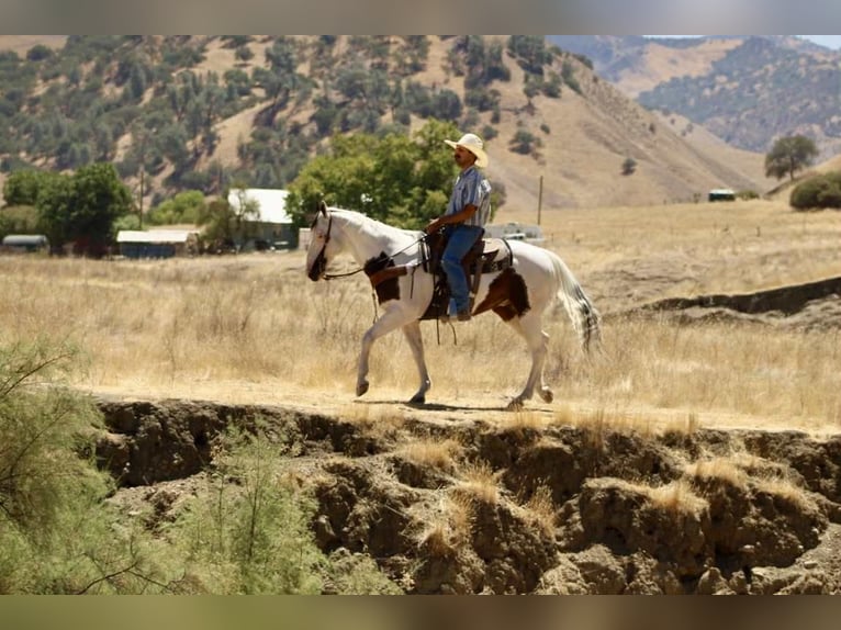 Paint Horse Gelding 10 years 14,3 hh Tobiano-all-colors in Paicines CA