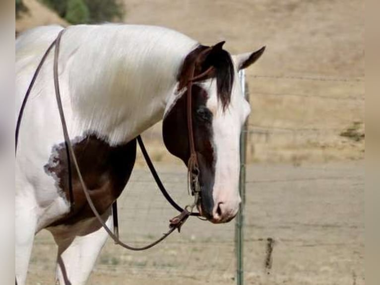 Paint Horse Gelding 10 years 14,3 hh Tobiano-all-colors in Paicines CA
