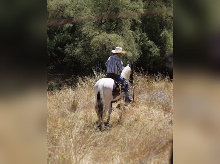 Paint Horse Gelding 10 years 14,3 hh Tobiano-all-colors in Paicines CA