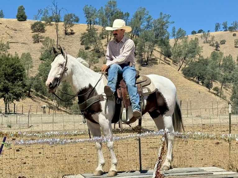 Paint Horse Gelding 10 years 14,3 hh Tobiano-all-colors in Paicines CA