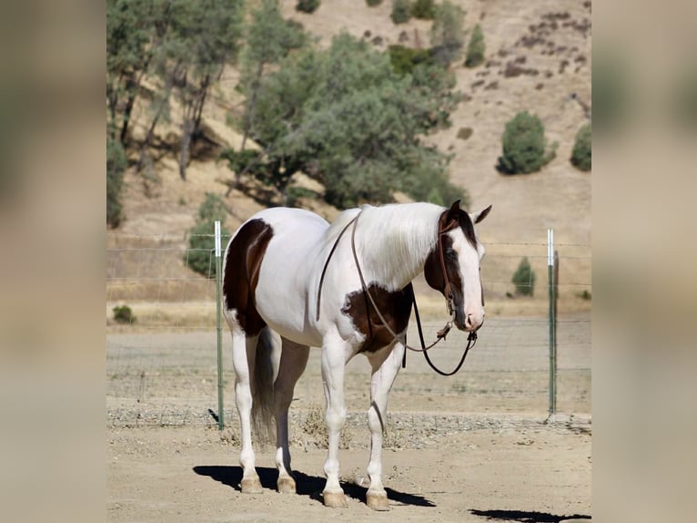 Paint Horse Gelding 10 years 14,3 hh Tobiano-all-colors in Paicines CA