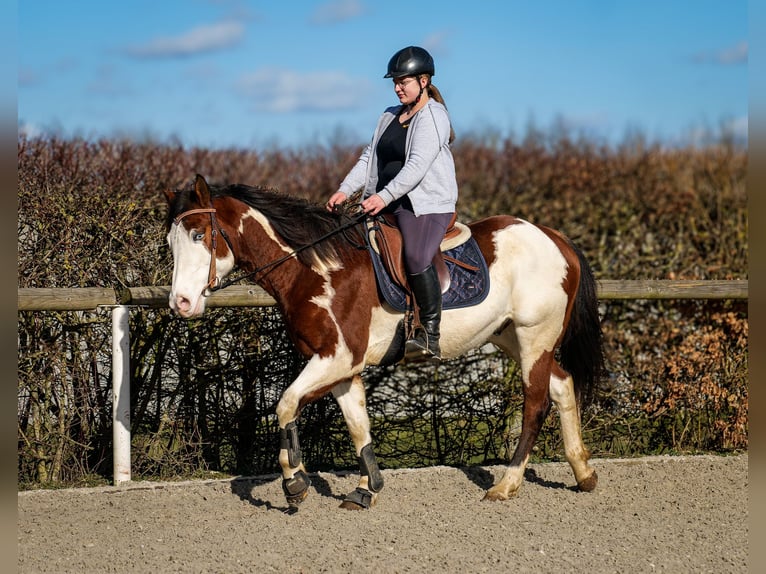 Paint Horse Gelding 10 years 15,1 hh Overo-all-colors in Neustadt (Wied)