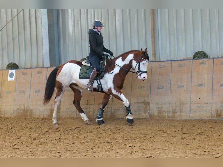 Paint Horse Gelding 10 years 15,1 hh Overo-all-colors in Neustadt (Wied)