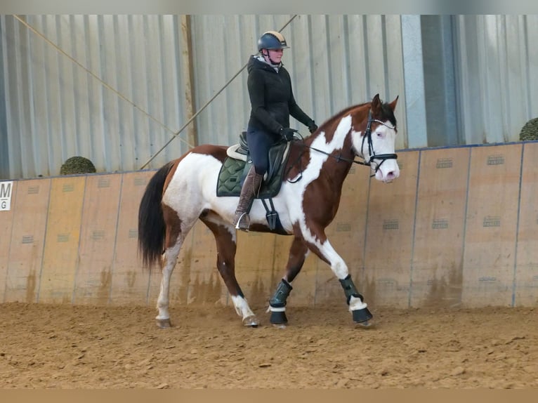 Paint Horse Gelding 10 years 15,1 hh Overo-all-colors in Neustadt (Wied)