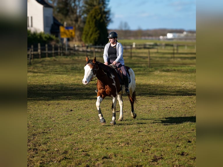 Paint Horse Gelding 10 years 15,1 hh Overo-all-colors in Neustadt (Wied)