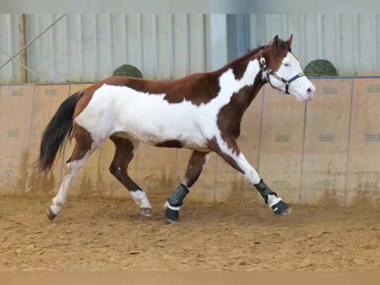 Paint Horse Gelding 10 years 15,1 hh Overo-all-colors in Neustadt (Wied)